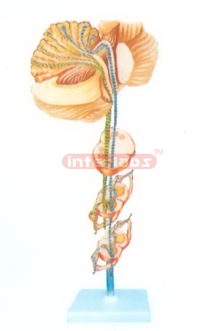 HUMAN PATHWAY MODEL OF THE PROP RIOCEPTIVE SENSIBILITY CONDUCTING TO THE CEREBELLUM